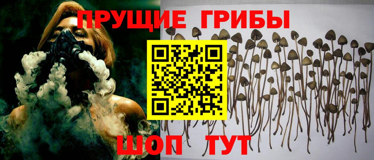 Ногинск  Галлюциногенные грибы Psilocybe  Вход с VPN 